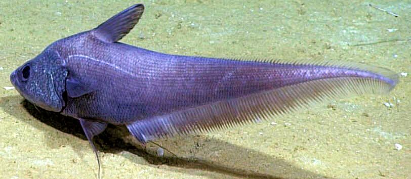 Coryphaenoides mediterraneus_03.jpg